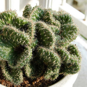 Opuntia cylindrica, Emerald Idol