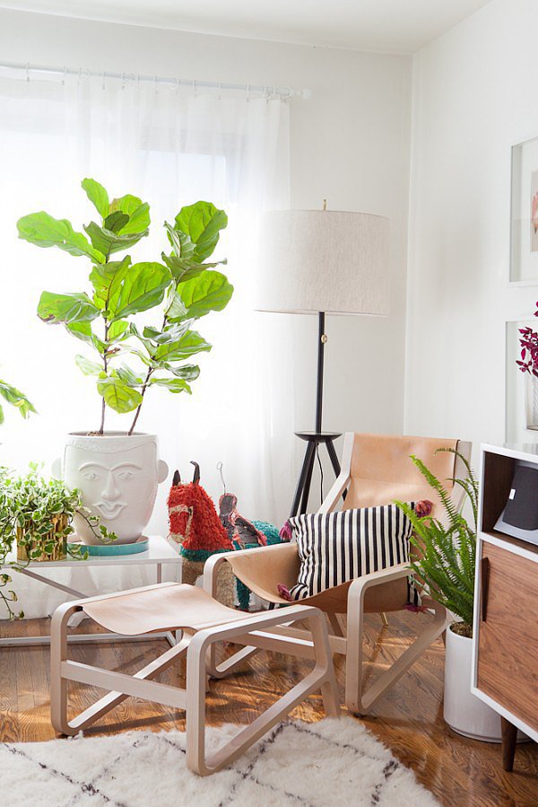 fiddle leaf fig tree - spring - evergreen house plants - decor - Mohawk Homescapes