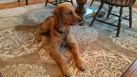 dining room rehab - neutral rug - American Rug Craftsmen rug - Reflections Dragonfly Medallion - Mohawk Home - Tucker the dog